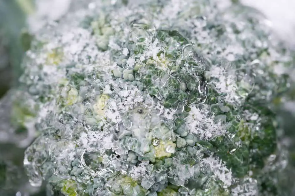 broccoli head snow winter