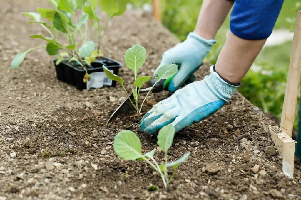 broccoli plant spacing