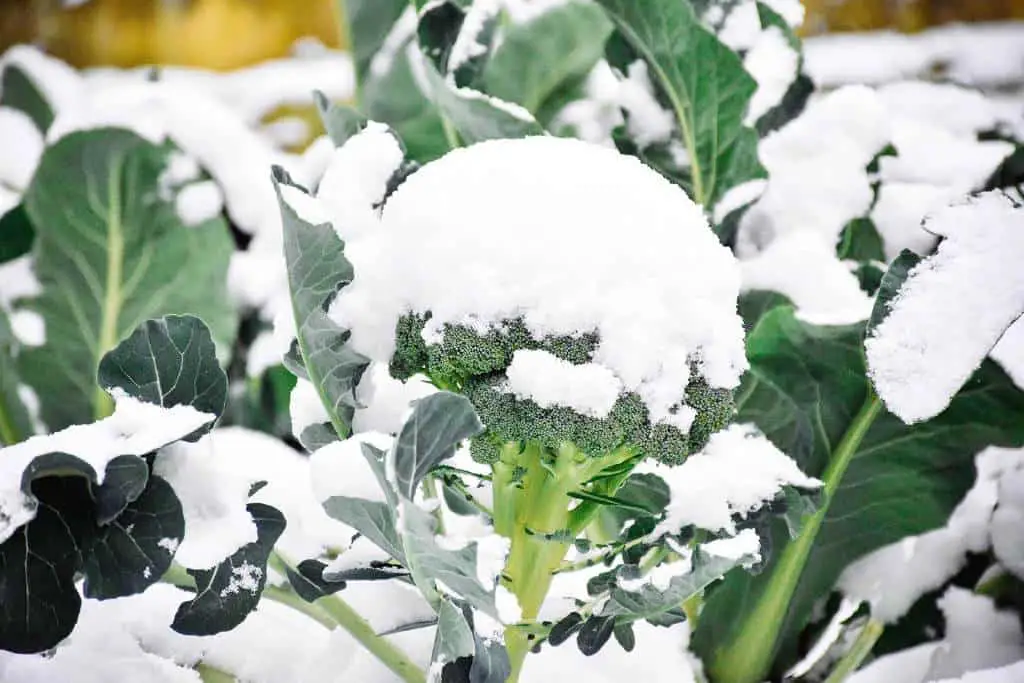 broccoli plant winter