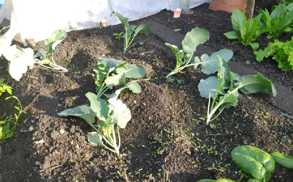 broccoli plants falling over