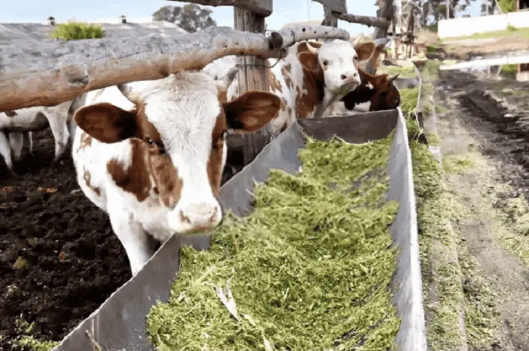 The Benefits of Feeding Corn Silage to Beef Cows: Growth & Performance