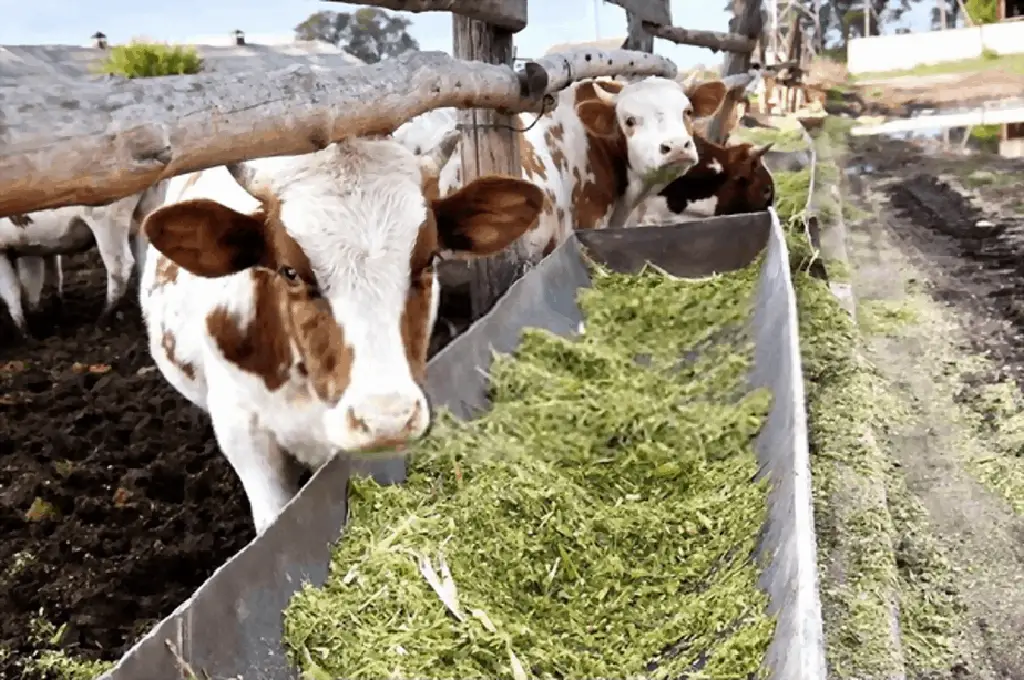 corn silage beef cows