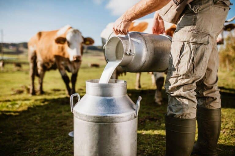 Dairy Farming vs. Animal Husbandry: What Is the Difference?