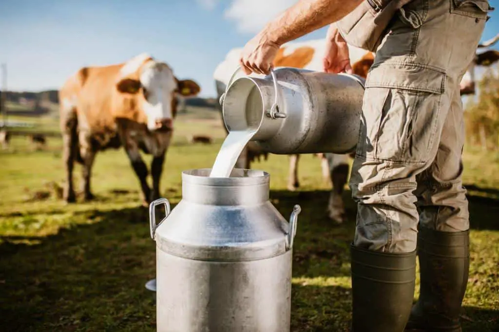 dairy farming