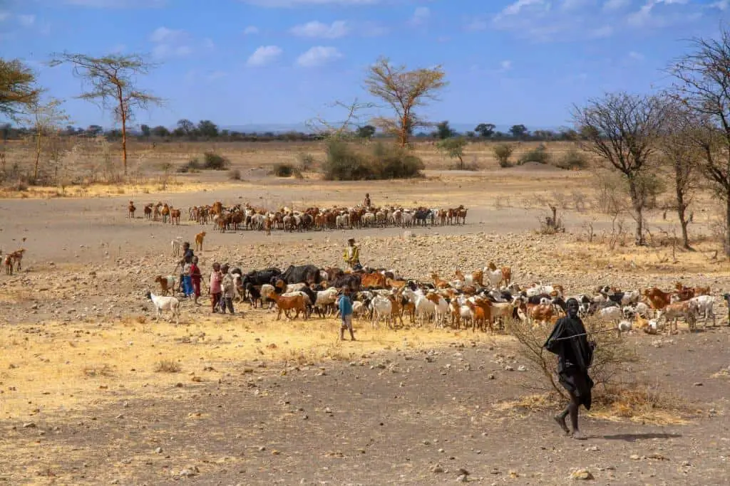 dryland farming