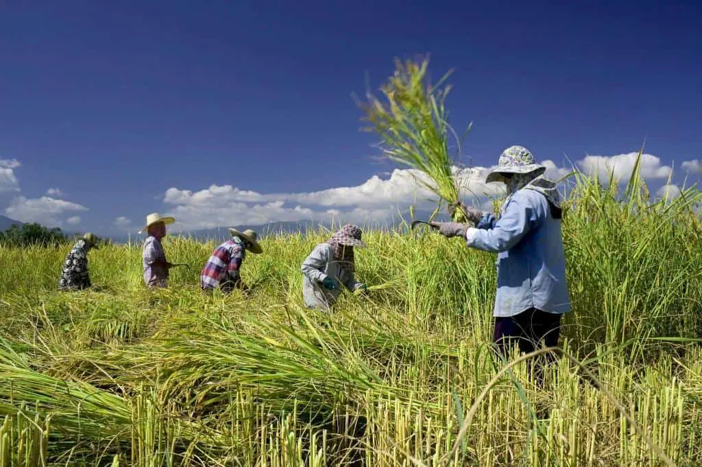 farmers harvesting