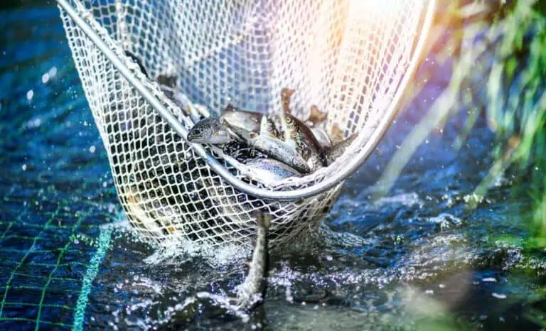 Fish Farming vs. Fish Stocking: What Is the Difference?
