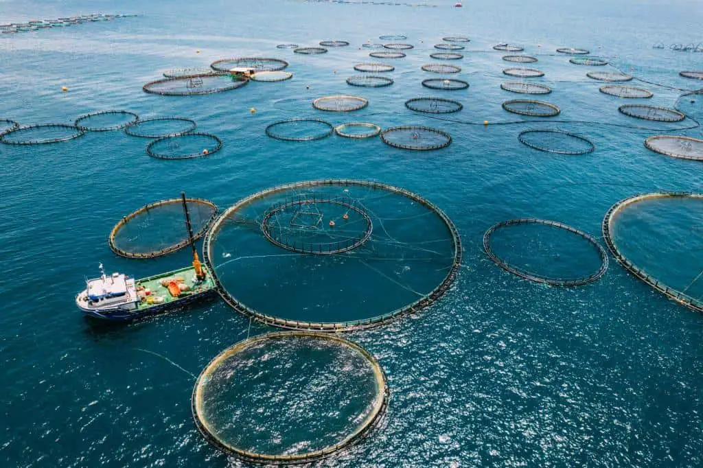 fish farming sea