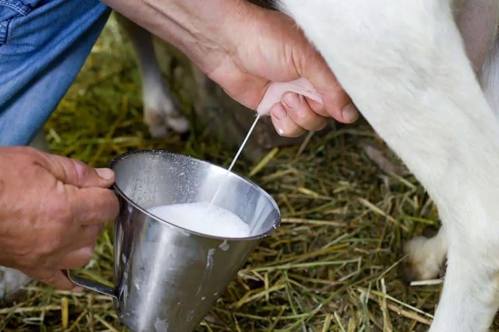 goats milking