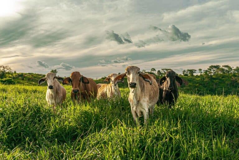Crop Farming vs. Livestock Farming: What Is the Difference?