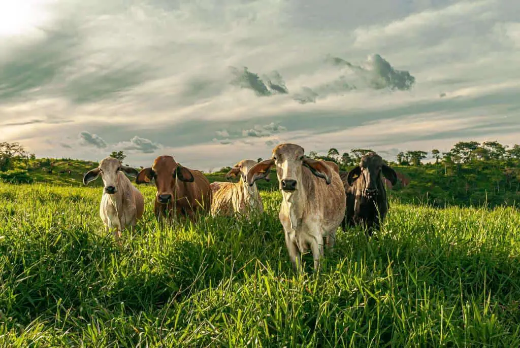 livestock farming