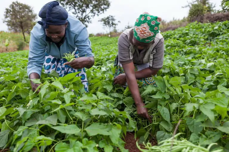 What Is Small Scale Subsistence Farming? Building Resilience and Food ...