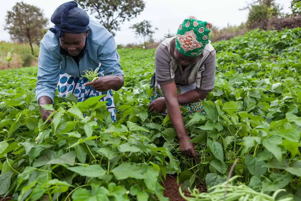 small scale farming