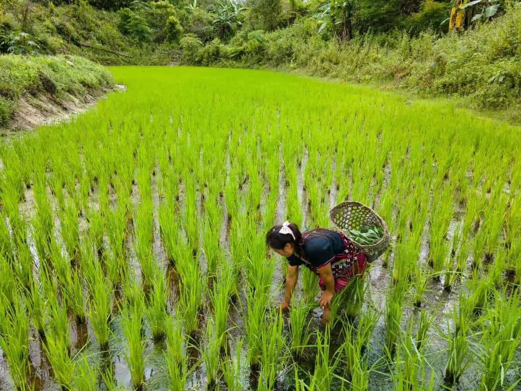 traditional farming rice field
