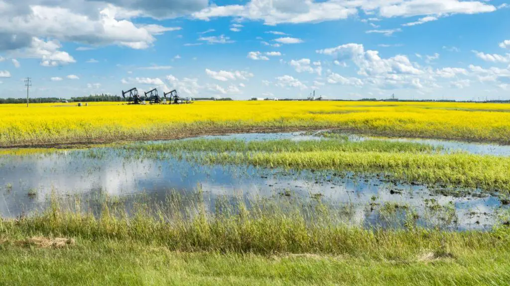 wetland farming