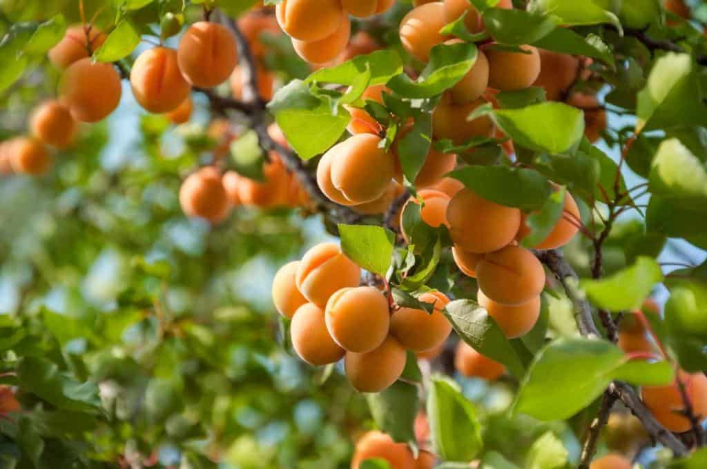 apricot fruit