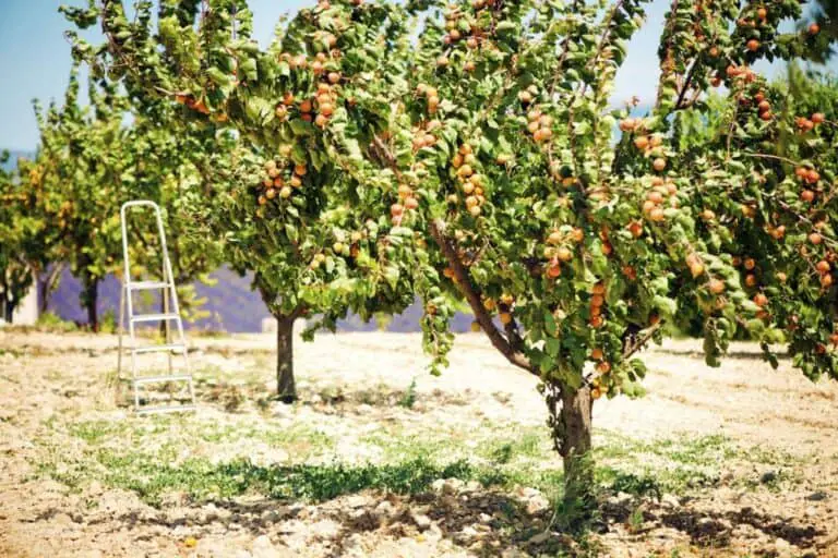 apricot tree