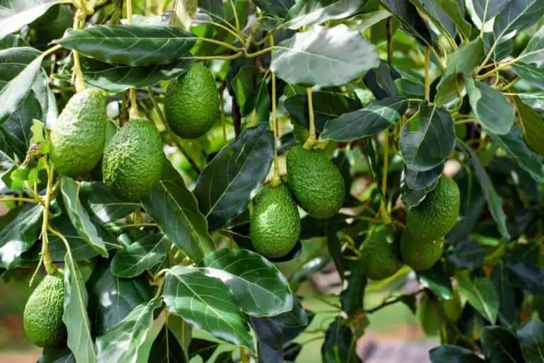 Can Avocados Grow in Black Cotton Soil? What You Need to Know