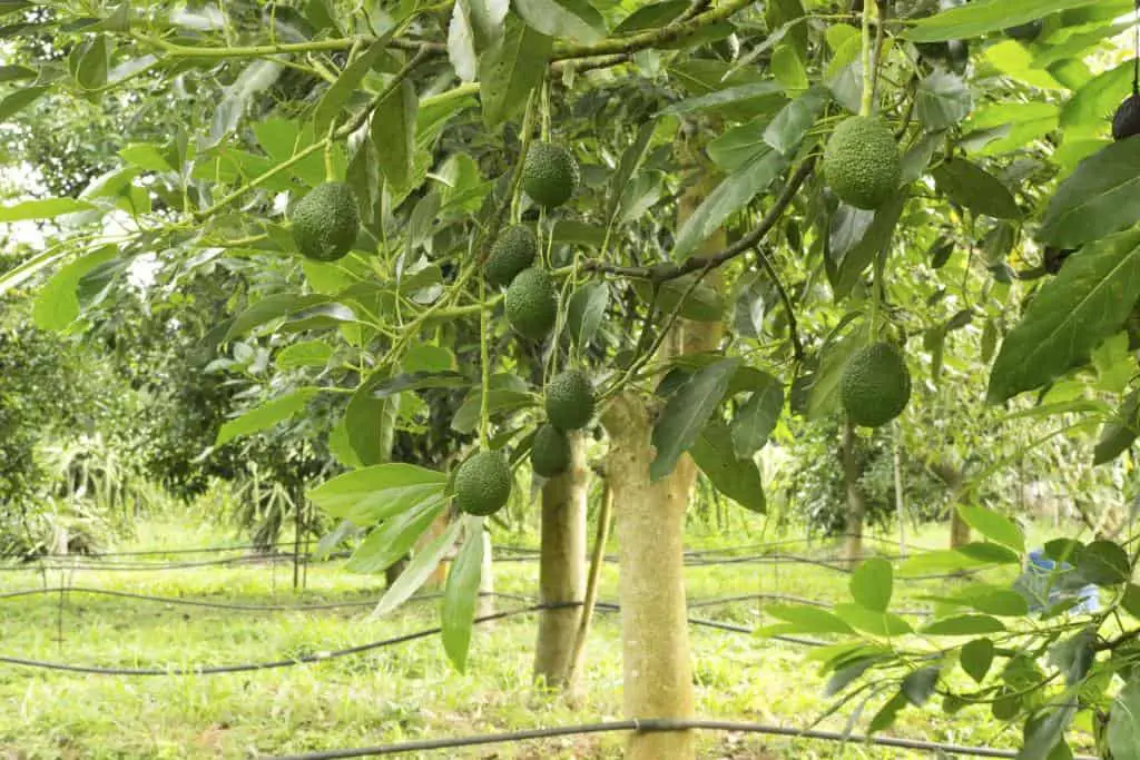 avocado tree farming