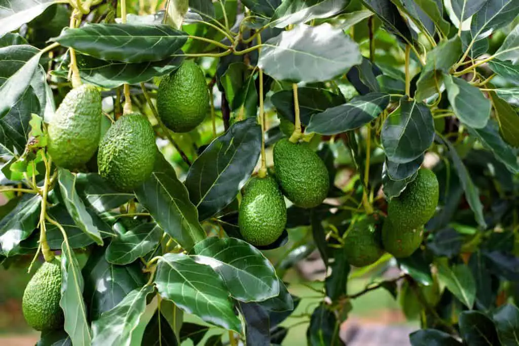 avocado tree