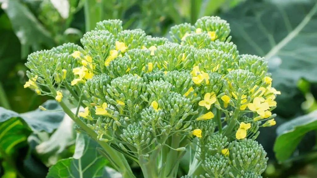 broccoli flowers