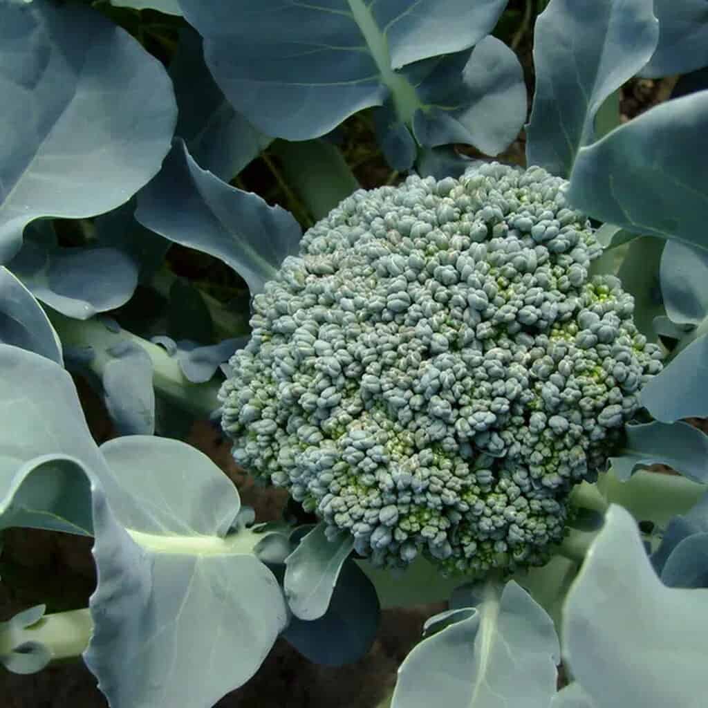 broccoli formation head