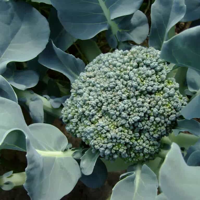 When to Plant Broccoli in Indiana: Optimal Seasons and Tips