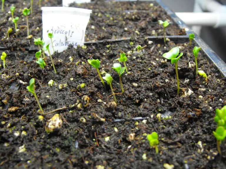 Broccoli Growing Stages (with Pictures): Plant Life Cycle & Timeline ...