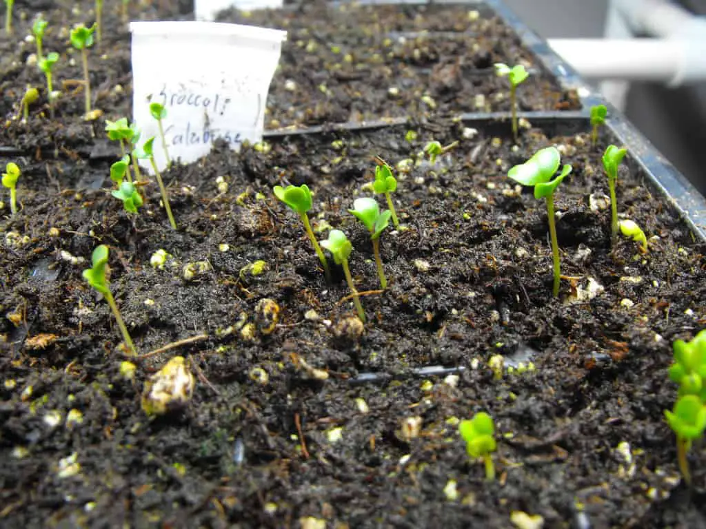 broccoli germination