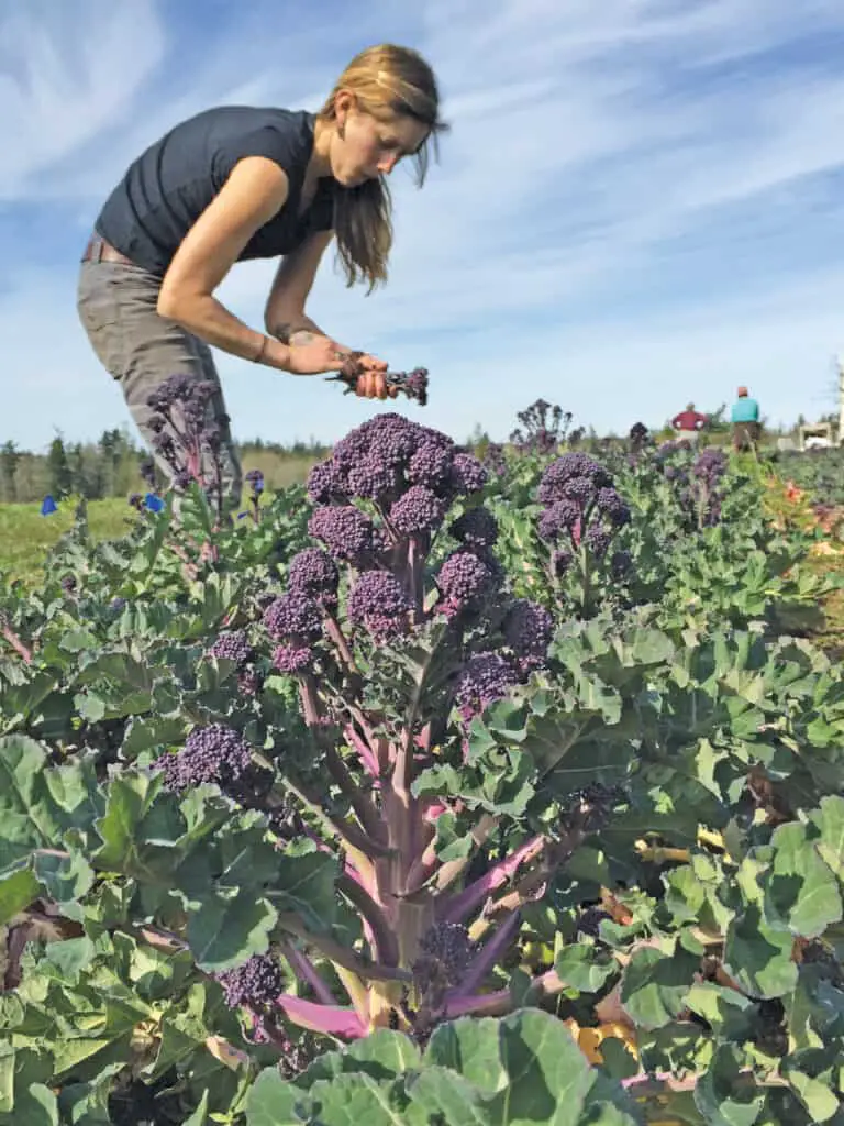 broccoli leaves purple