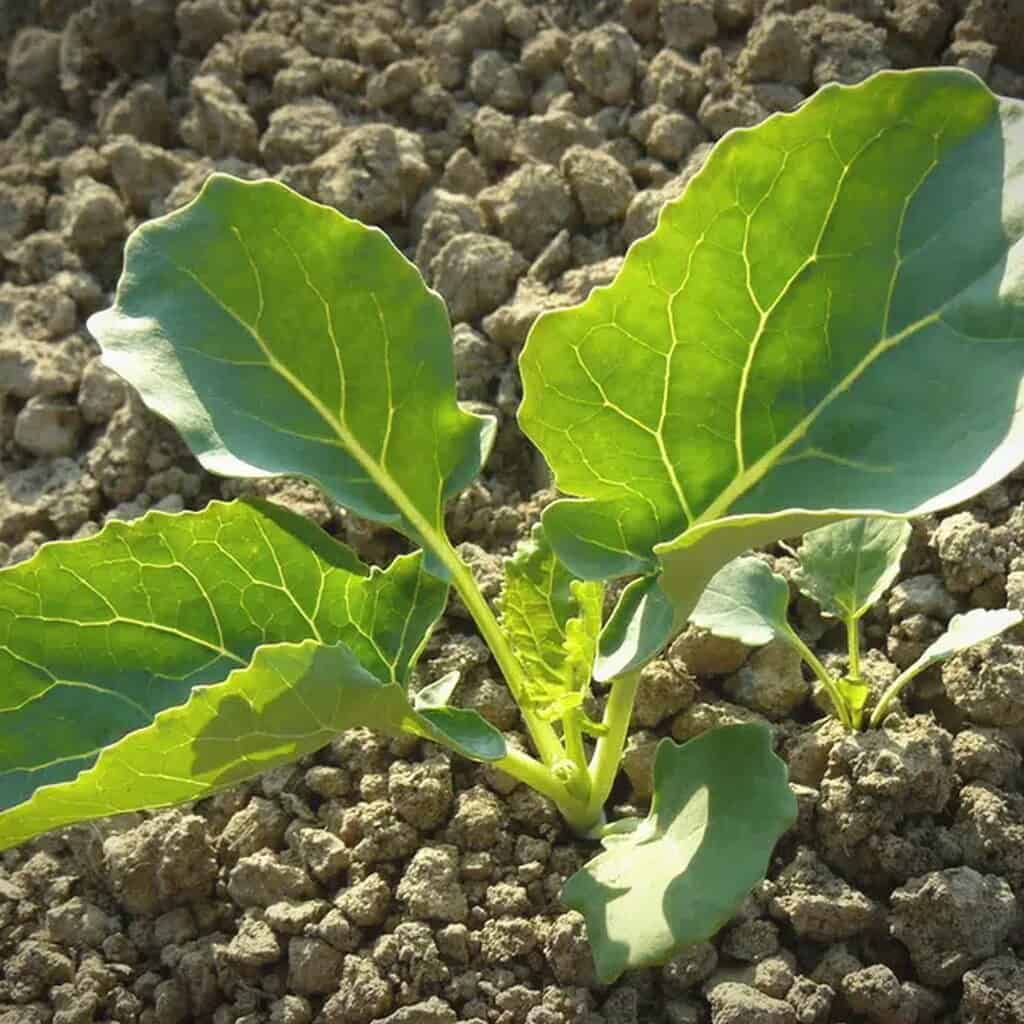 broccoli vegetative