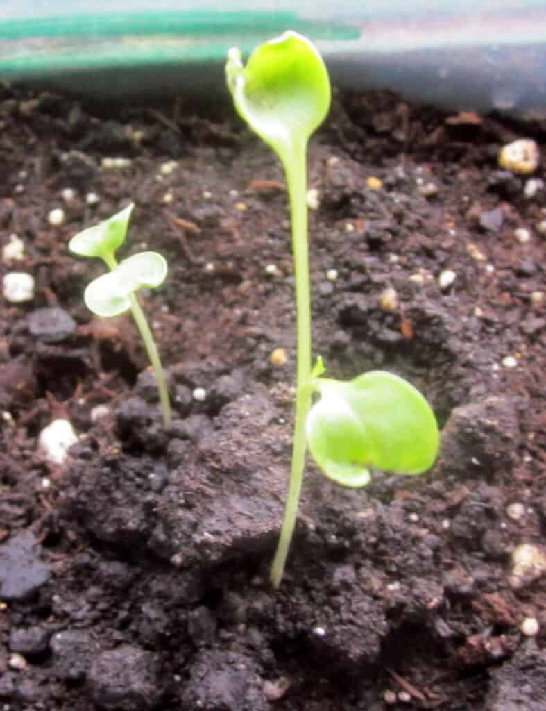 broccoli seedling