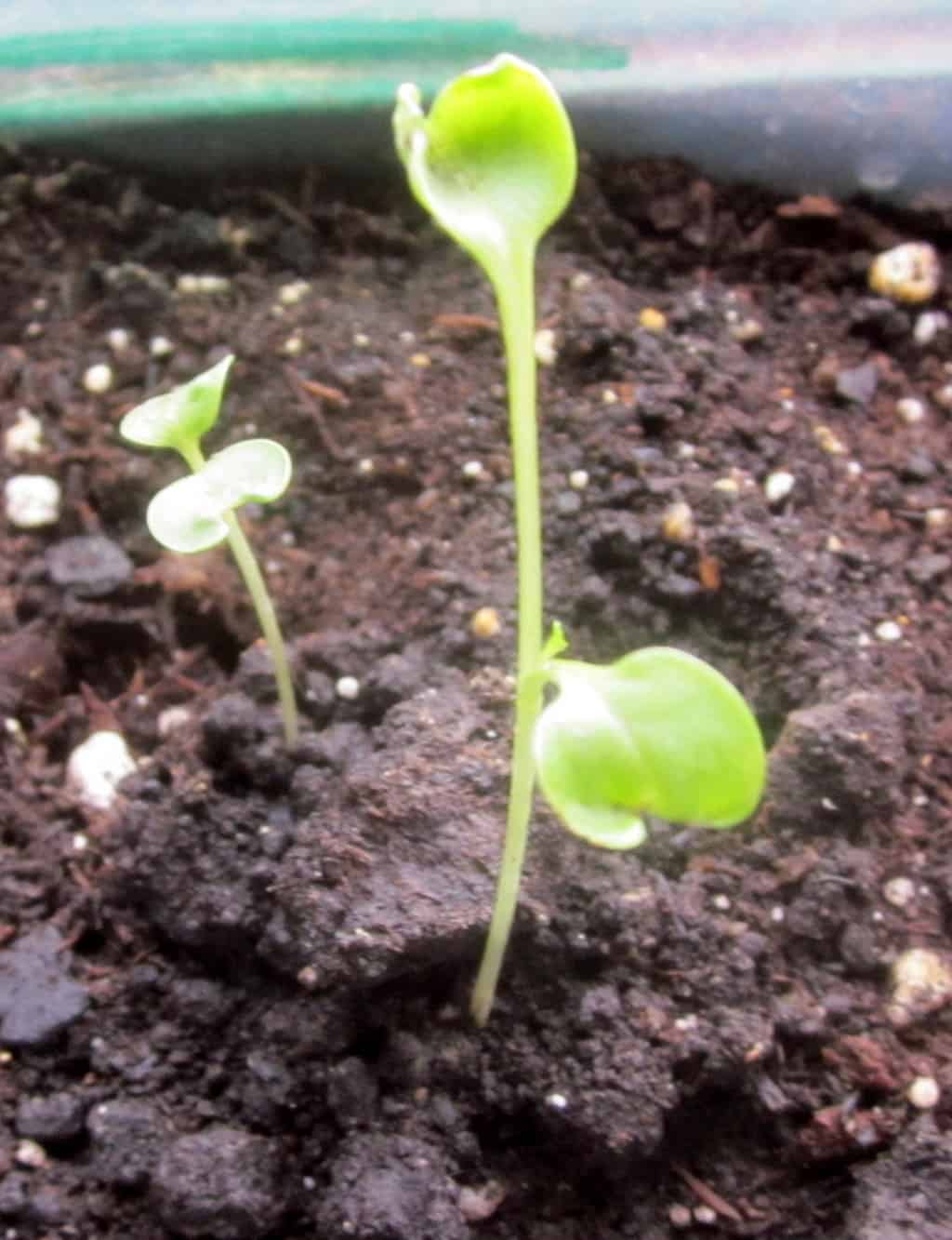Broccoli Growing Stages (with Pictures) Plant Life Cycle & Timeline