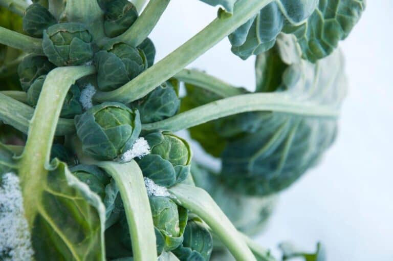 Can Brussel Sprouts Survive Frost and Withstand Freezing Temperatures?