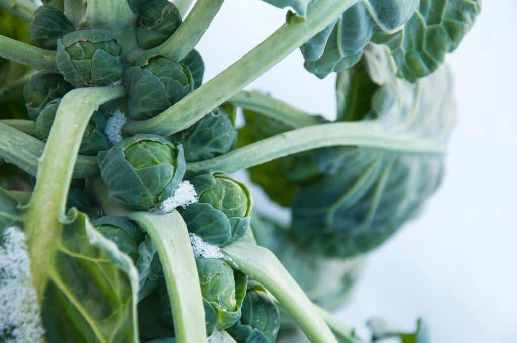 brussel sprouts cold frost