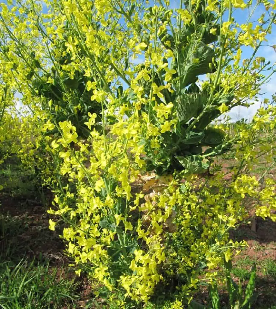 Brussel Srouts Growing Stages (with Pictures) Plant Life Cycle