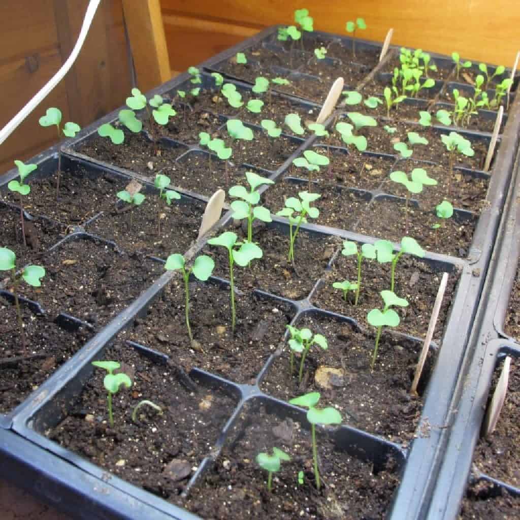 brussel sprouts grow indoors