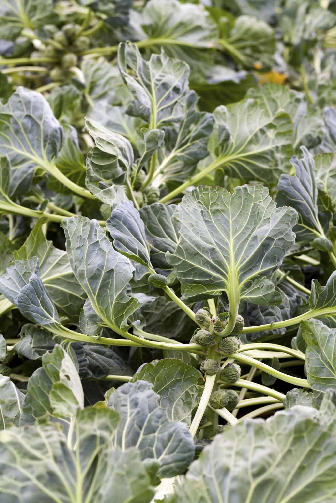 brussel sprouts leaves