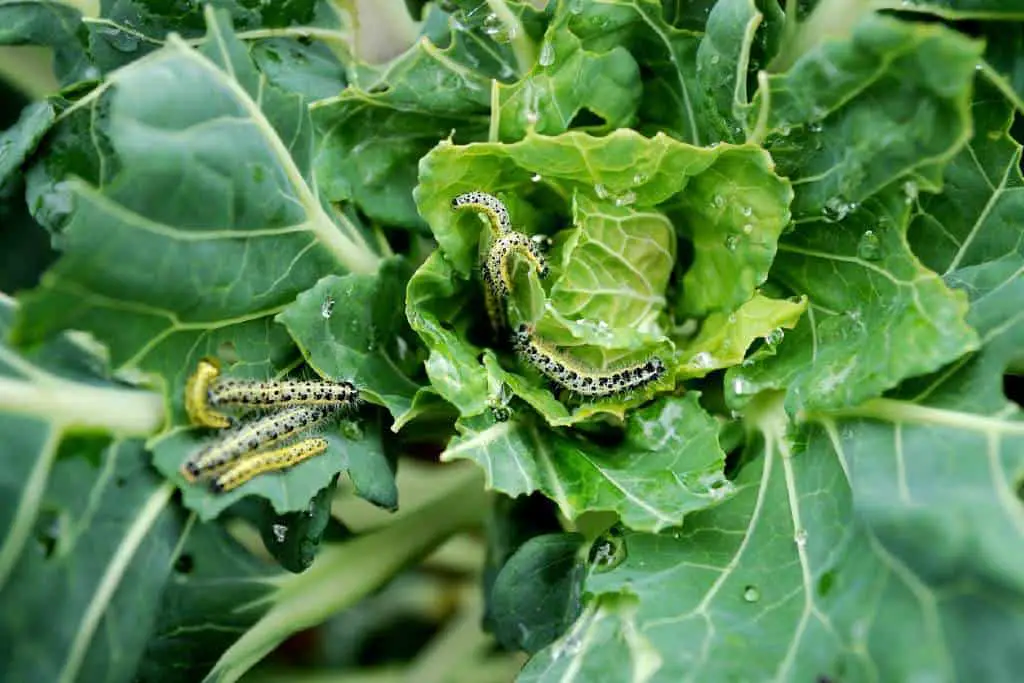 brussel sprouts pests