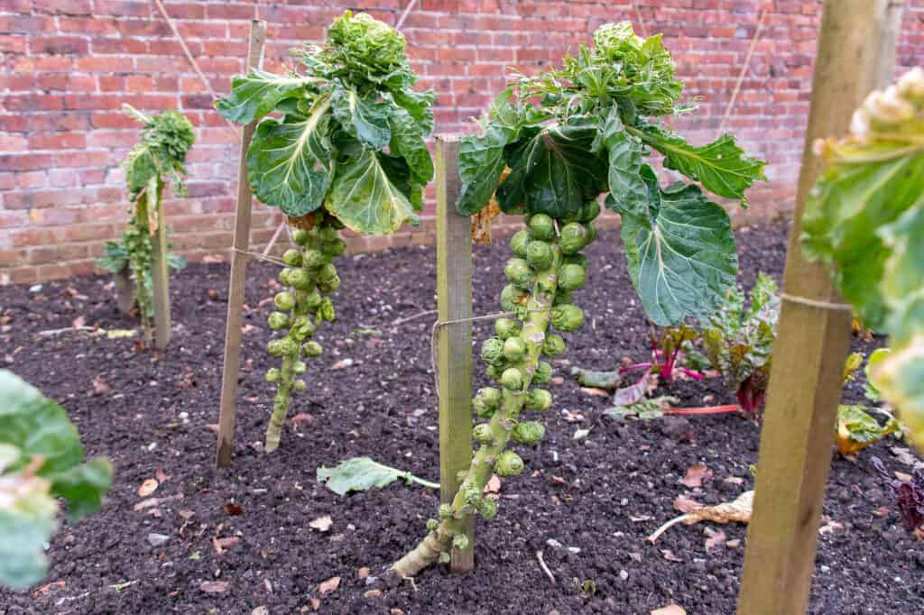 brussel sprouts support