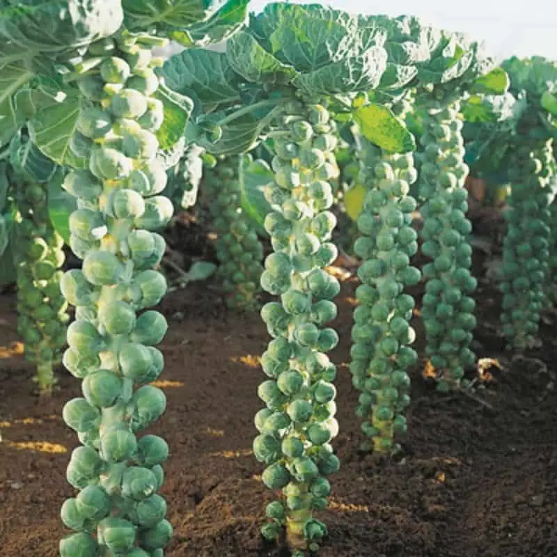 brussel sprouts trellis support