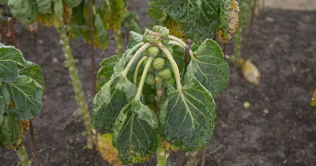 brussels sprout leaves diseases