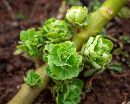 brussels sprout loose heads cover opening up