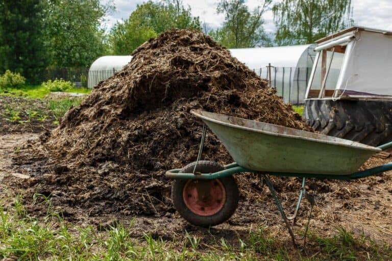 Using Cow Manure in Vegetable Garden: Is It Safe and Effective?