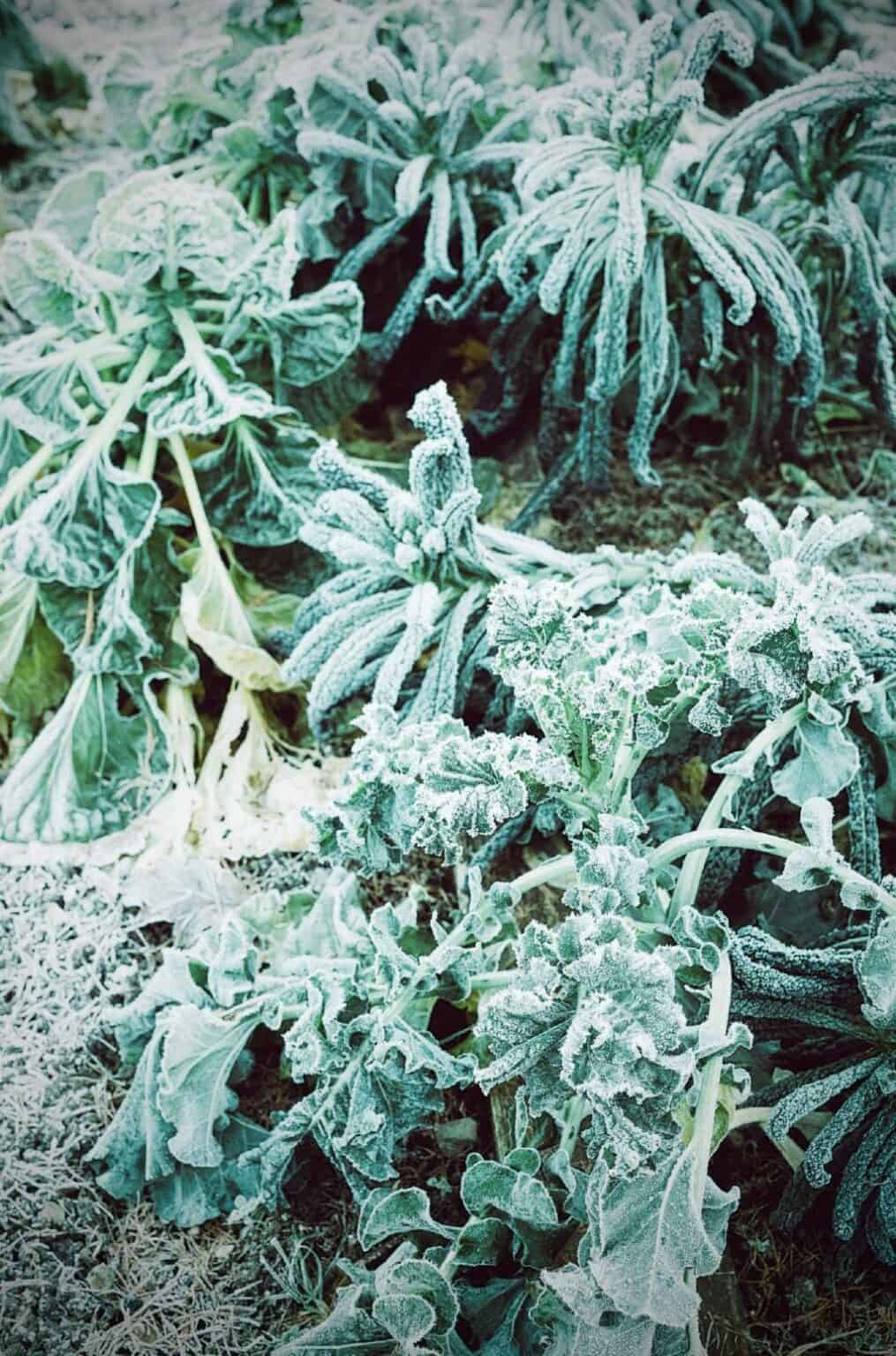 Can Brussel Sprouts Survive Frost and Withstand Freezing Temperatures