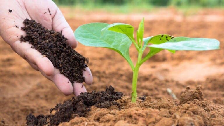 How Can a Farmer Increase the Fertility of the Soil for Optimal Crop?