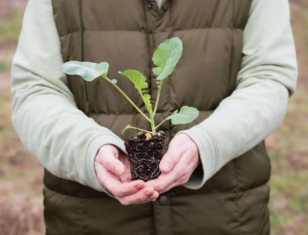 transplant broccoli