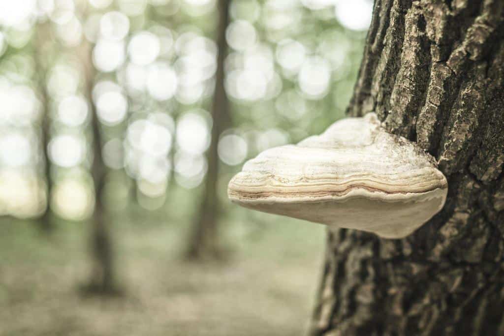 chaga grow on birch trees