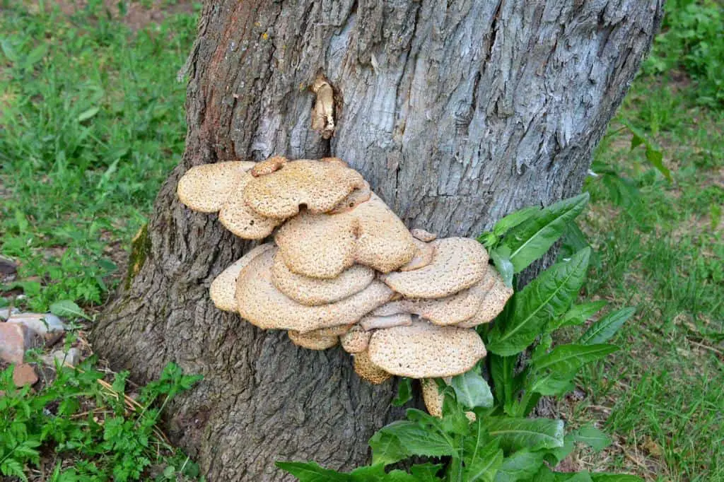 chaga mushroom grow on trees