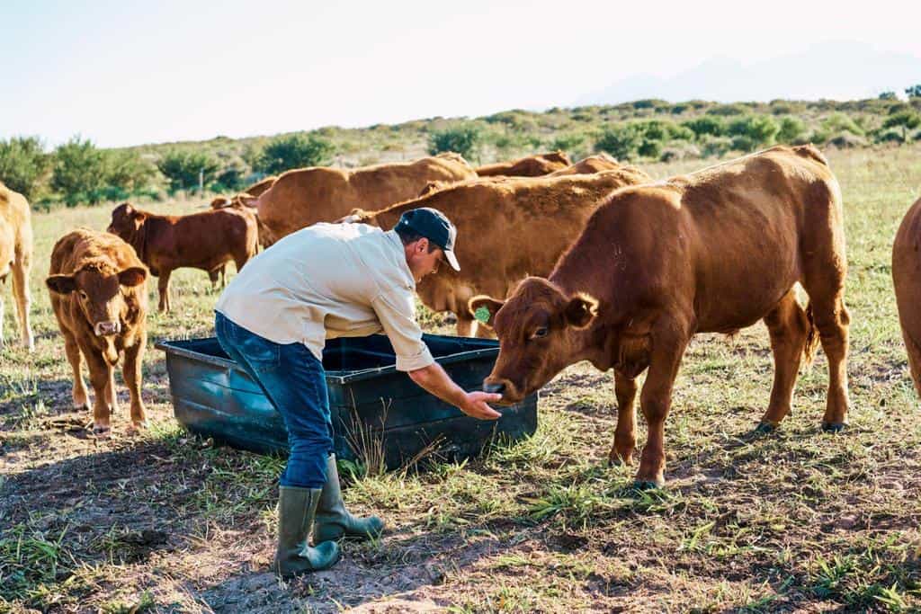 livestock farming breeding